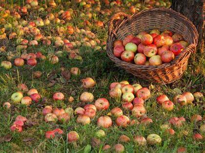 pomme 3.jpg